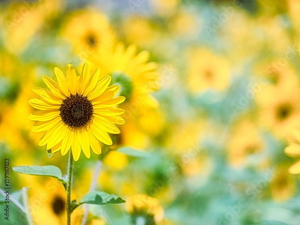 Obraz 夏の青空の下のひまわりクローズアップ写真