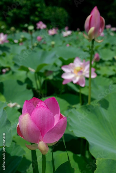 Fototapeta 蓮
