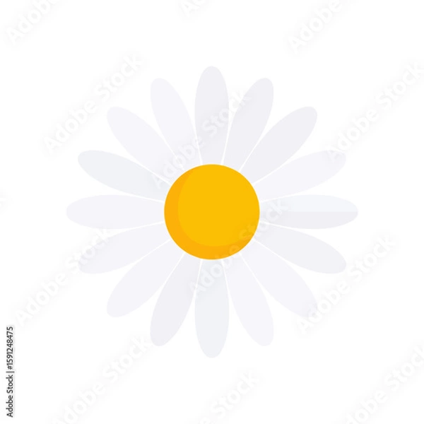 Fototapeta Simple flat design daisy flower with a round yellow center and symmetrical white petals. Minimalist vector illustration of a chamomile blossom.