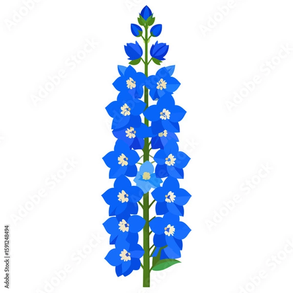Fototapeta Stylized vector illustration of a tall blue delphinium flower stalk with multiple blossoms and buds.