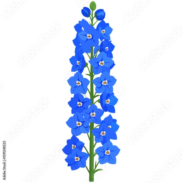 Fototapeta A tall stalk of blooming blue Delphinium flowers with a green stem and buds.
