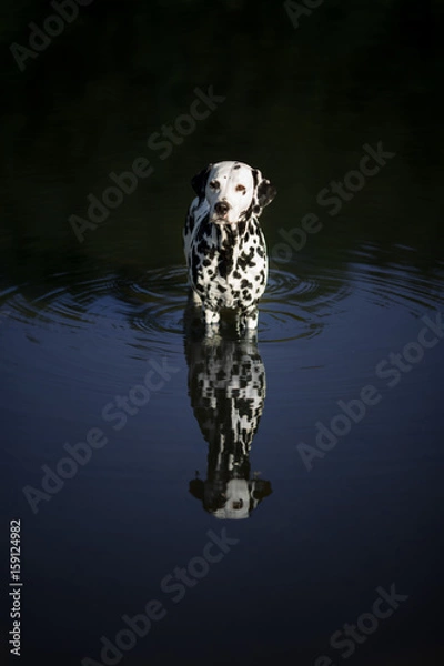 Obraz dalmatian