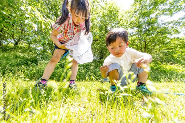 Fototapeta 虫取り網で虫を捕まえる子供2人 