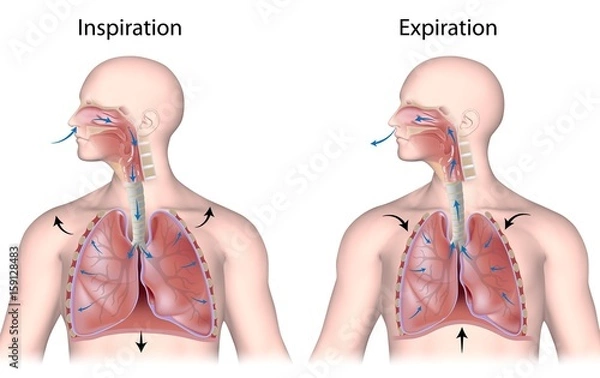 Obraz Breathing cycle, in and out