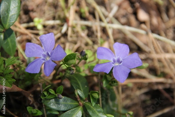 Fototapeta ツルニチニチソウ(宮城県)