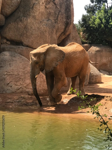 Fototapeta elephant about to take a refreshing bath