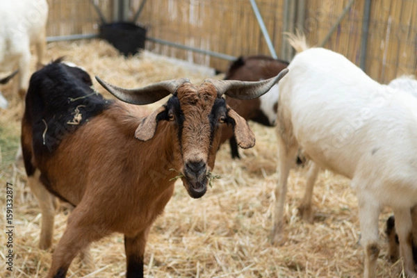 Fototapeta portrait of a goat in close-up inside the pen