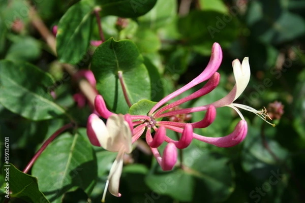 Obraz beautiful nature