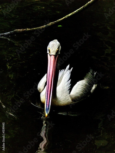 Fototapeta pelican