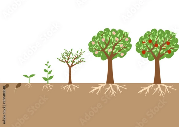 Fototapeta Apple tree life cycle above soil showing growth stages from seedling to fruit-bearing tree. Educational diagram.
