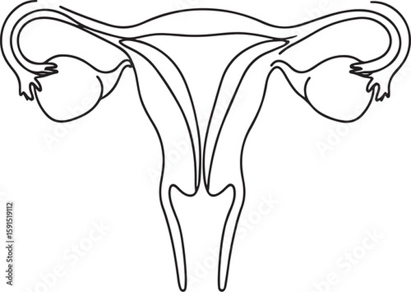 Fototapeta Simple black and white line drawing of human uterus diagram