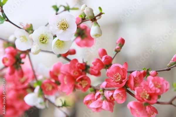 Fototapeta 木瓜の花