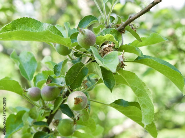 Obraz Apfelbaum - unreife Früchte