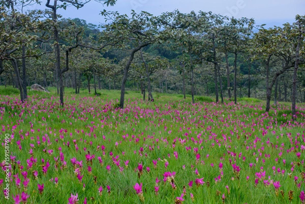 Fototapeta Vibrant pink Siam Tulip (Curcuma alismatifolia) blooms carpeting a lush green field under soft, natural light