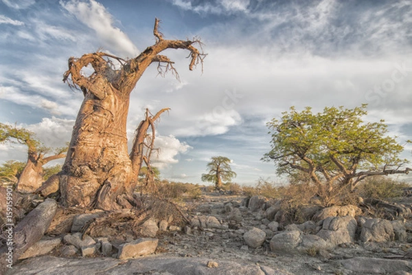 Obraz Magic Kubu Island