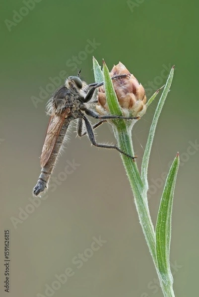 Obraz Raubfliege
