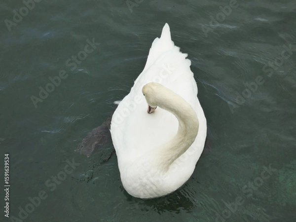 Fototapeta Swan cleaning its feathers with its beak on the waters of lake Geneva