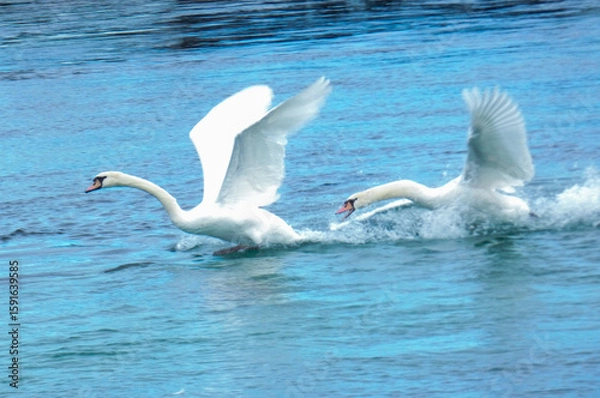 Fototapeta Two swans taking flight from the waters of lake Geneva
