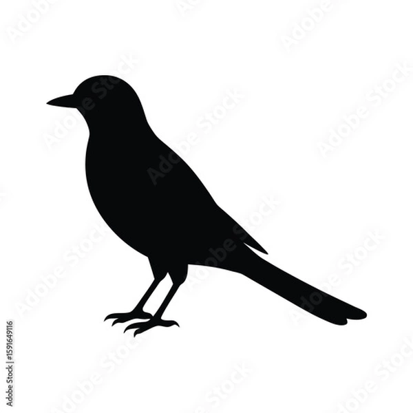 Fototapeta A kingbird silhouette vector illustration.
