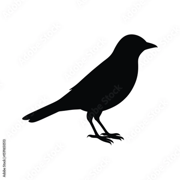 Fototapeta A waxwing bird silhouette vector illustration.

