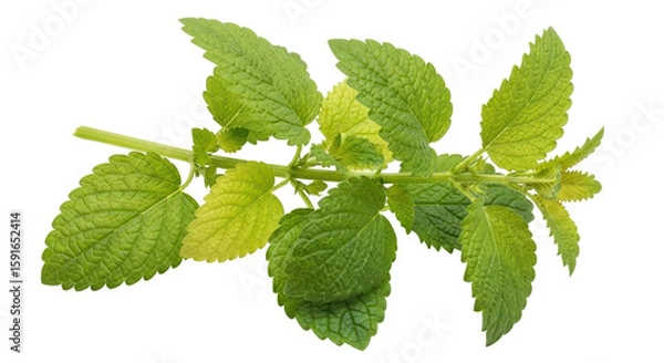 Obraz Isolated Lemon Balm