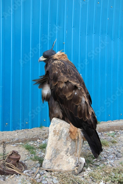 Fototapeta A trained eagle found in Tolbo, Mongolia. Eagle domestication is still ongoing in Central Asian countries such as Kyrgyzstan, Kazakhstan and Mongolia.