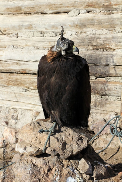 Fototapeta A trained eagle found in Tolbo, Mongolia. Eagle domestication is still ongoing in Central Asian countries such as Kyrgyzstan, Kazakhstan and Mongolia.