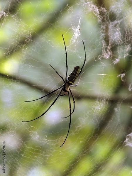 Fototapeta spider