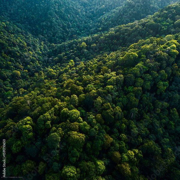 Obraz Aerial Jungle View in Thailand