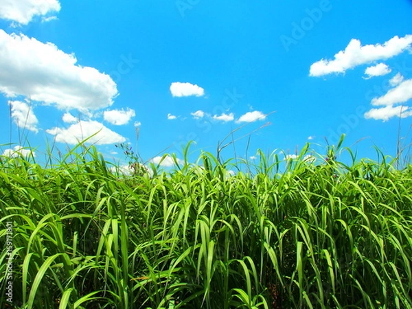 Obraz 初夏の荻と青空