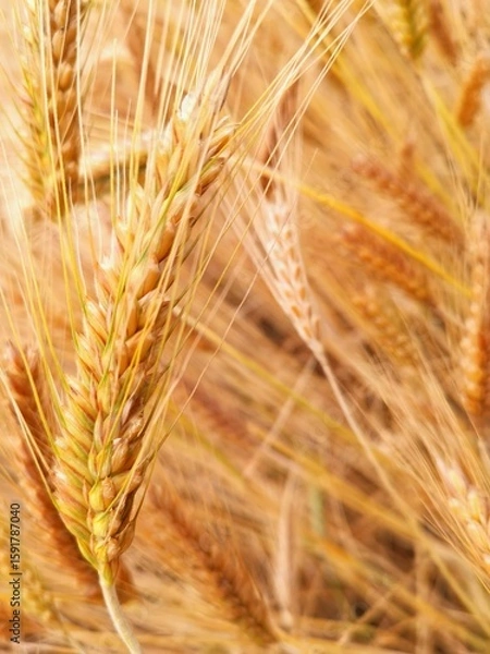 Fototapeta Golden wheat spikelet in the field during the afternoon harvest in macro agriculture bio
