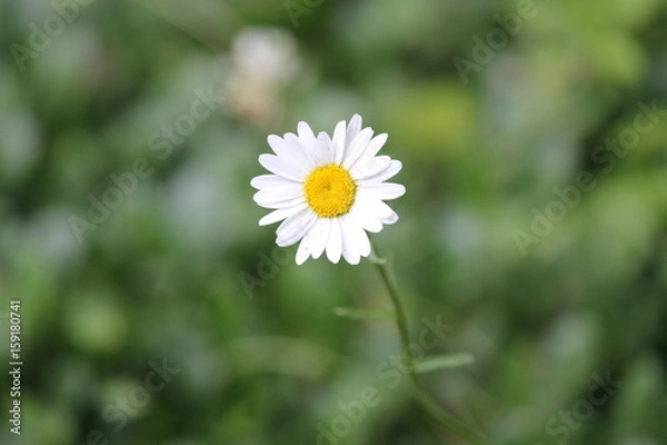 Obraz Wild Daisy