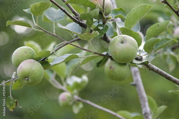 Obraz Young apples red delicious