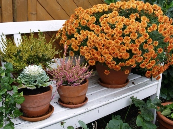 Fototapeta herbstblumen 1