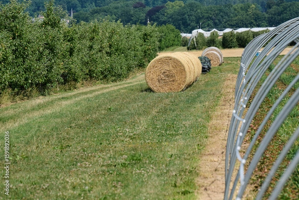 Obraz Strohballen auf einer Wiese