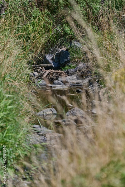 Fototapeta Bachlauf im Wald mit Steinen und Ästen