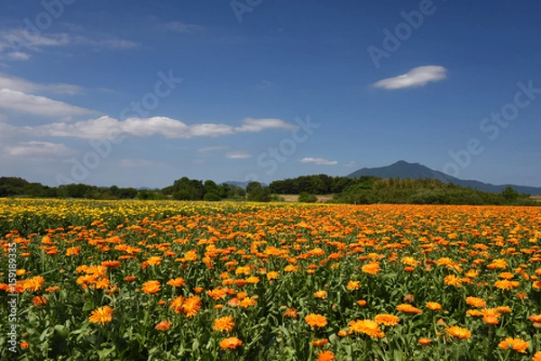 Fototapeta 小貝川ふれあい公園のキンセンカ花畑と筑波山と青空