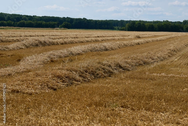 Obraz Geerntetes Feld mit Stroh ohne Ballen