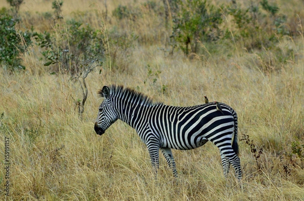 Obraz Zebra's Passenger