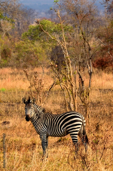 Obraz Zebra Portrait