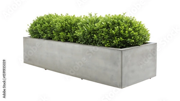Obraz Rectangular concrete planter box with lush green foliage image