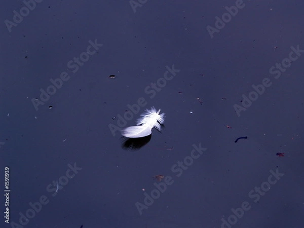 Fototapeta white feather