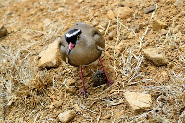 Obraz Protective Plover