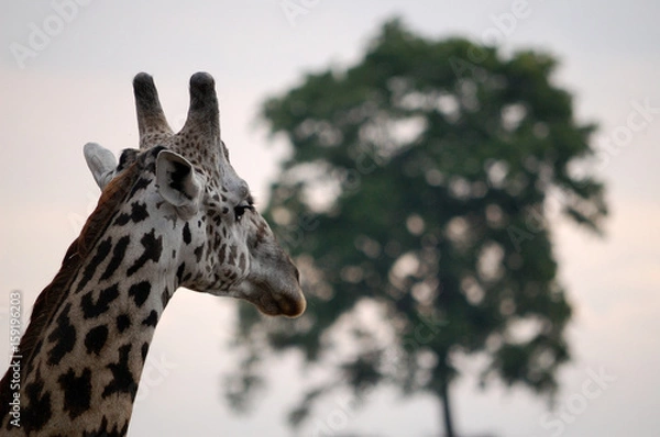 Obraz Masai Giraffe (G.camelopardalis tippelskirchi)
