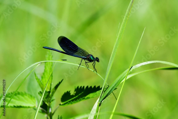 Obraz gebänderte Prachtlibelle