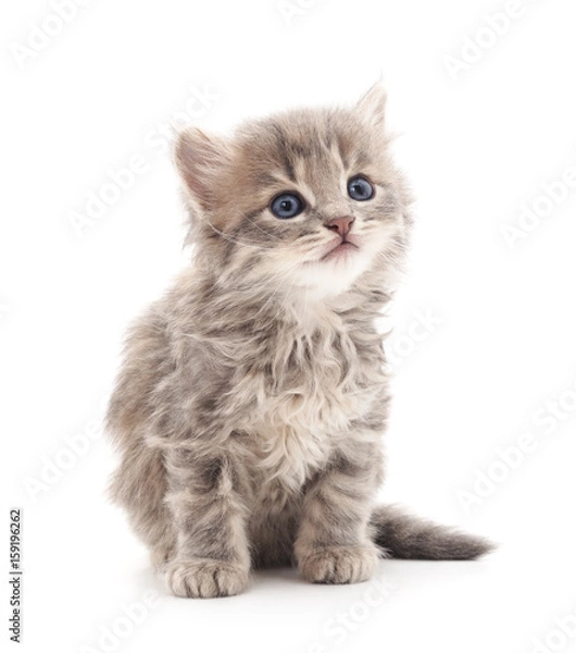 Fototapeta Little kitten.