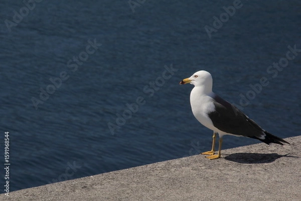 Obraz 海を見つめるウミネコ