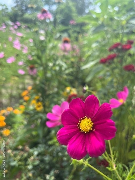 Fototapeta kwiat w ogrodzie i trzmiel