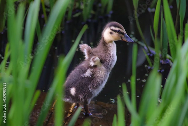 Fototapeta bebe anatra