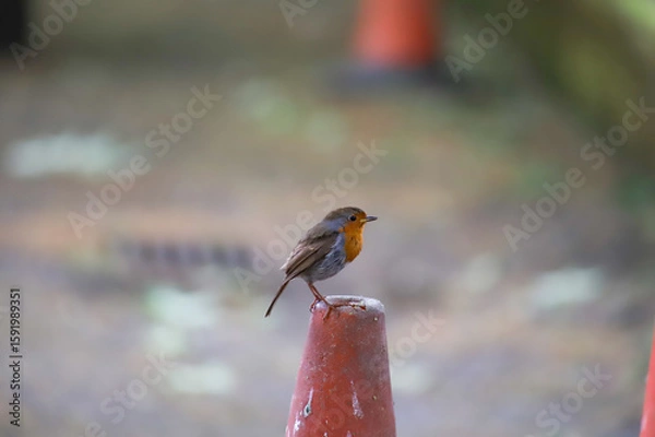 Fototapeta Uccelli su top